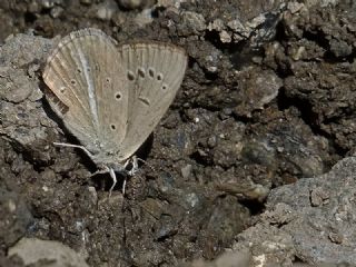 ? Agro Tr (Tanmsz) (Agrodiaetus sp.)