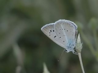 Tr almalar ([unknown genus] n/a)