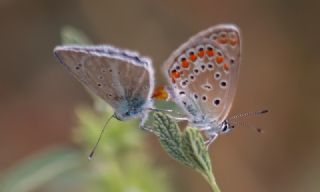 Tr almalar ([unknown genus] n/a)