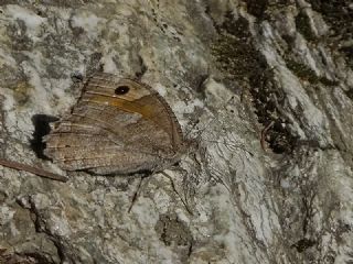 Tr almalar ([unknown genus] n/a)