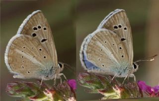 Tr almalar ([unknown genus] n/a)