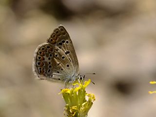 Tr almalar ([unknown genus] n/a)