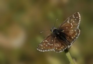 Byk Boz Zpzp (Pyrgus alveus)