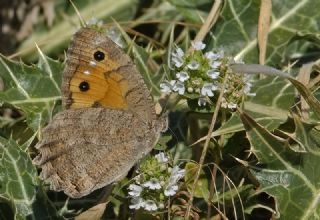 Turan Yalanccads (Pseudochazara telephassa)