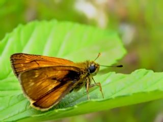 Orman Zpzp (Ochlodes sylvanus)