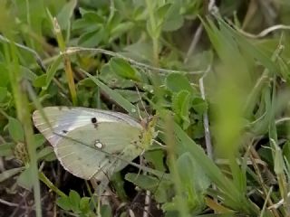 Tr almalar ([unknown genus] n/a)
