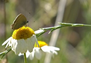 Gzel Sevbeni (Satyrium spini)