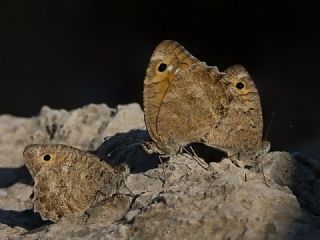 Turan Yalanccads (Pseudochazara telephassa)