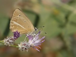 Tr almalar ([unknown genus] n/a)