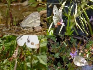 ran Beyazmelei (Pieris persis)