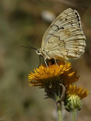 l Melikesi (Melanargia grumi)