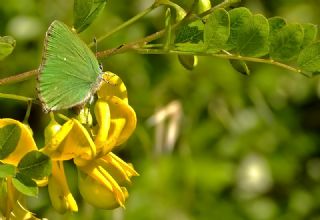 Byk Zmrt (Callophrys herculeana)