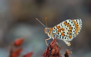 Benekli parhan (Melitaea didyma)