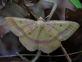 Tr almalar ([unknown genus] n/a)