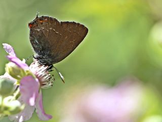 Byk Sevbeni (Satyrium ilicis)
