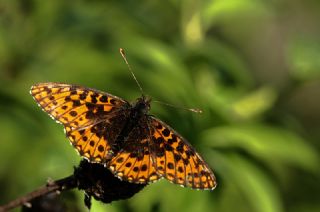 Morinci (Boloria dia)
