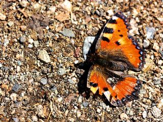 Karaaa Nimfalisi (Inachis polychloros)