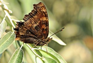 Sar Ayakl Nimfalis (Aglais xanthomelas)