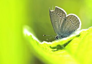 Minik Kupid (Cupido minimus)