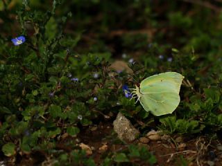 Kleopatra (Gonepteryx cleopatra)