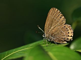 Kara Sevbeni (Satyrium pruni)