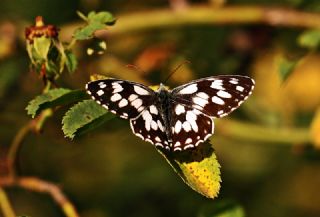 Orman Melikesi (Melanargia galathea)