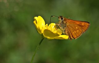 Orman Zpzp (Ochlodes sylvanus)