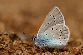 Tr almalar ([unknown genus] n/a)