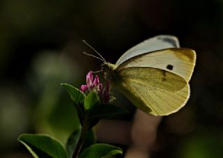 Tr almalar ([unknown genus] n/a)