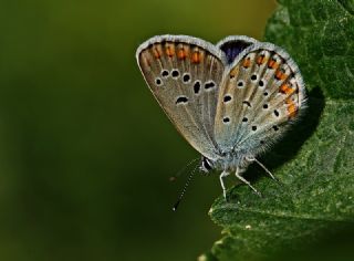 Avrupal Esmergz (Plebejus argyrognomon )