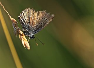 Acem okgzls (Polyommatus alcedo)