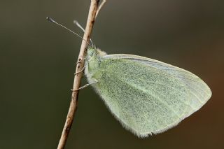 Kk Beyazmelek (Pieris rapae)