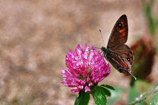 Esmerboncuk (Lasiommata maera)