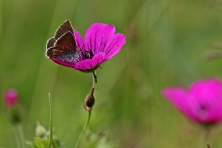 okgzl Geranium Mavisi (Polyommatus eumedon)