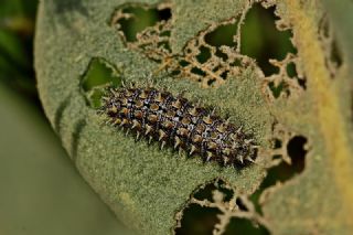 Gzel parhan (Melitaea trivia)