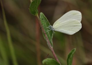 Narin Orman Beyaz (Leptidea sinapis)