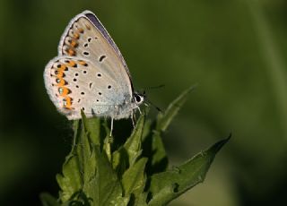 Gm Lekeli Esmergz (Plebejus argus)