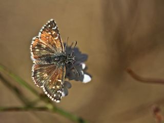 spanyol Zpzp (Pyrgus armoricanus)