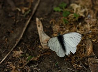 Tr almalar ([unknown genus] n/a)