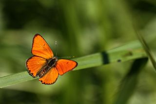 Kk Ate Gzeli (Lycaena thersamon)