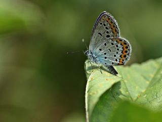 Gm Lekeli Esmergz (Plebejus argus)