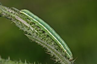 Tr almalar ([unknown genus] n/a)
