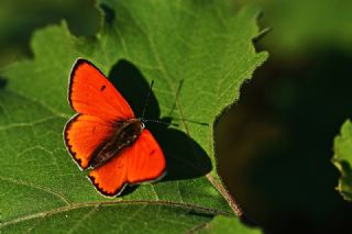 Byk Bakr Gzeli (Lycaena dispar)