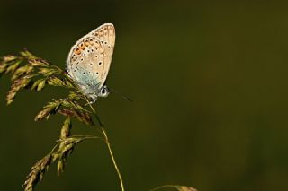 okgzl Mavi (Polyommatus icarus)