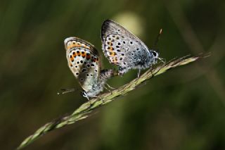 Gm Lekeli Esmergz (Plebejus argus)