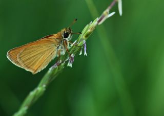 Siyah Antenli Zpzp (Thymelicus lineolus)