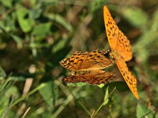 Cengaver (Argynnis paphia)