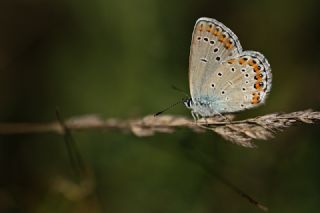 das Mavisi, Esmergz (Plebejus idas)