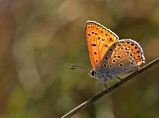 Kk Ate Gzeli (Lycaena thersamon)