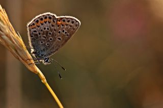 Gm Lekeli Esmergz (Plebejus argus)
